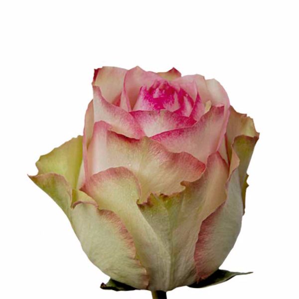 ROSE ESPERANCE 50